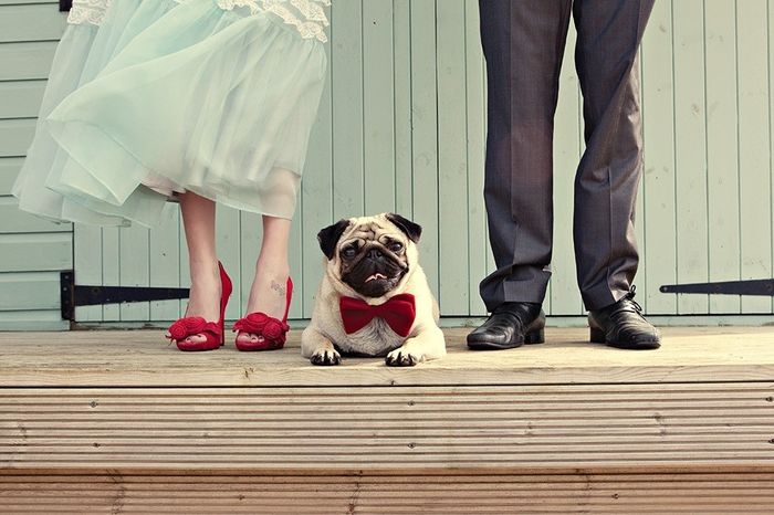 Dog at wedding