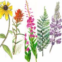 Wildflower Wedding