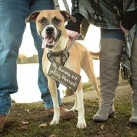 Honey-Bee