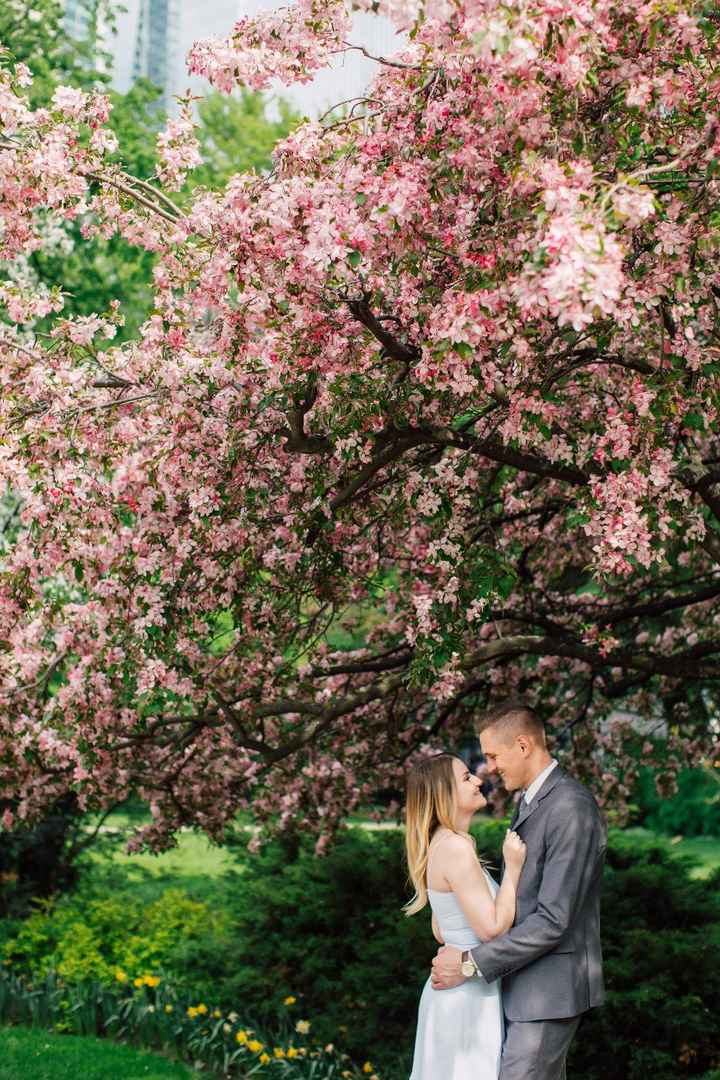 Cherry Blossom