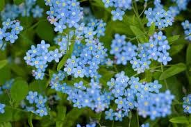 Forget me not