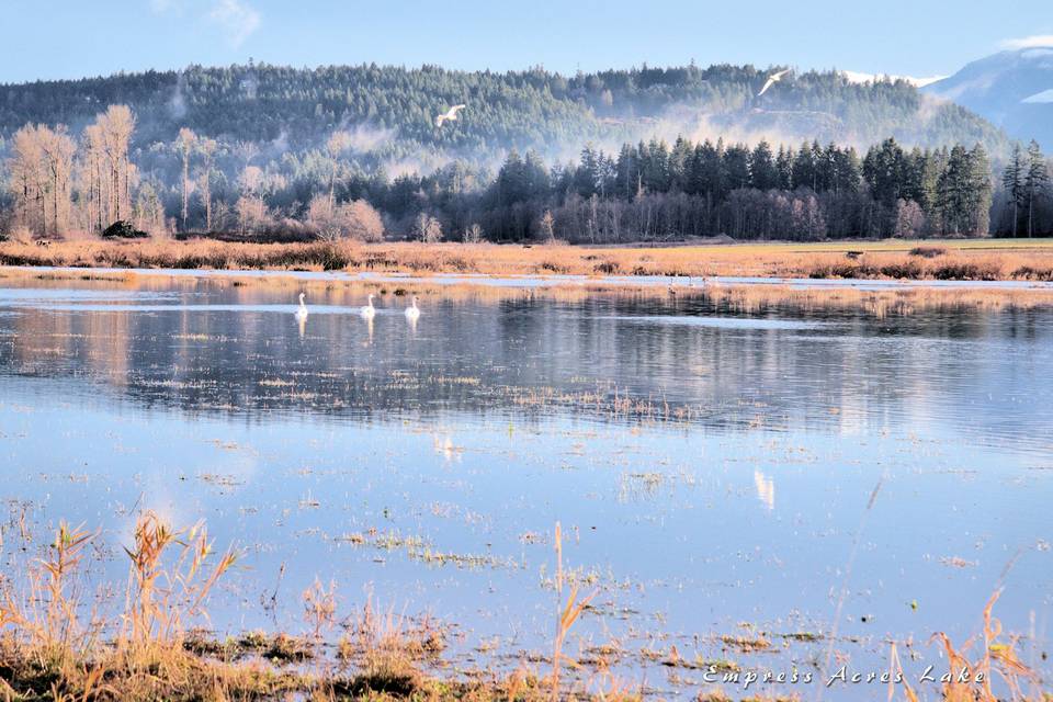 EA Lake with swans.