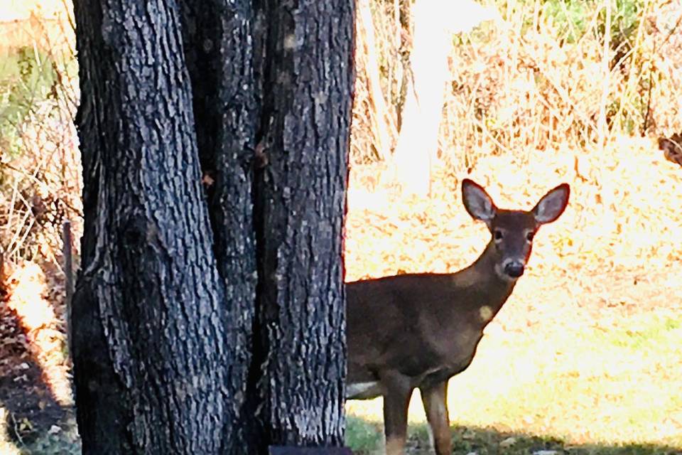 Wild Life