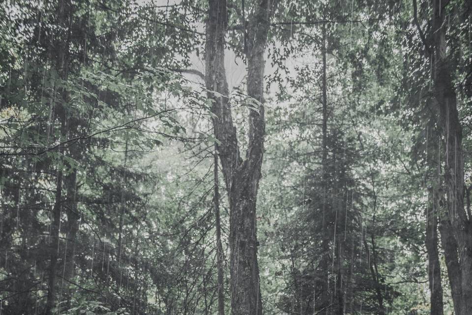 Wedding in Algonquin Park