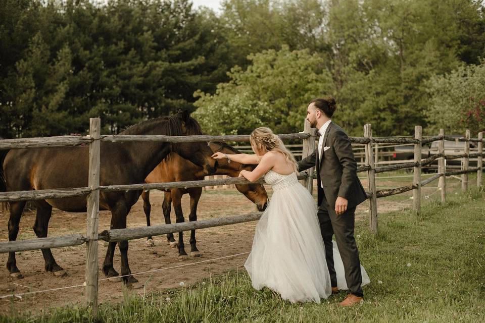 Meeting the horses