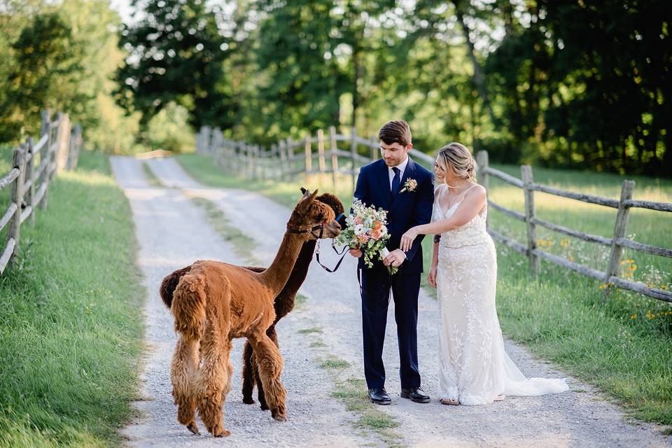 Unique photos with our alpaca