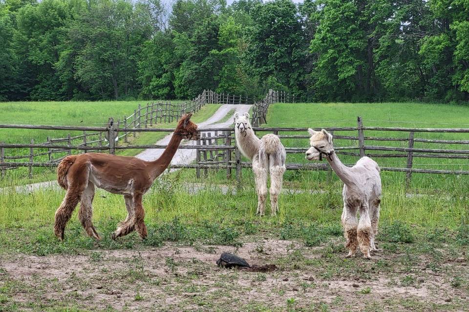 Our alpacas!