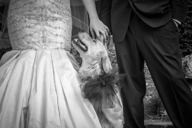 Furr Baby Wedding Guest