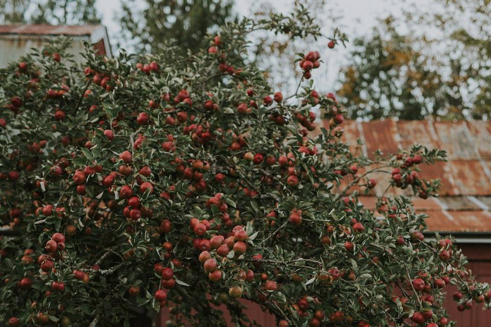 Merridale Cidery Wedding