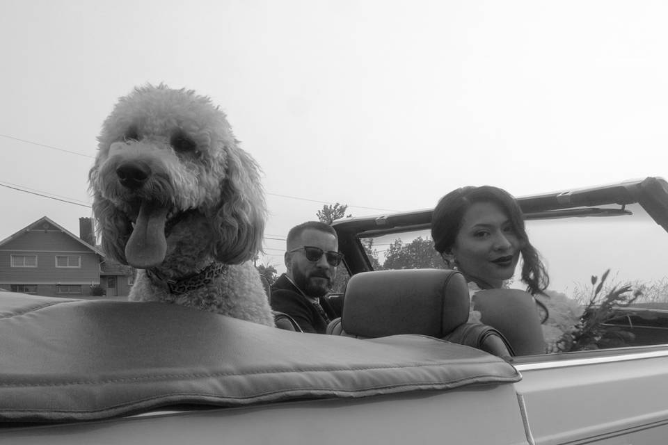 Dog hanging