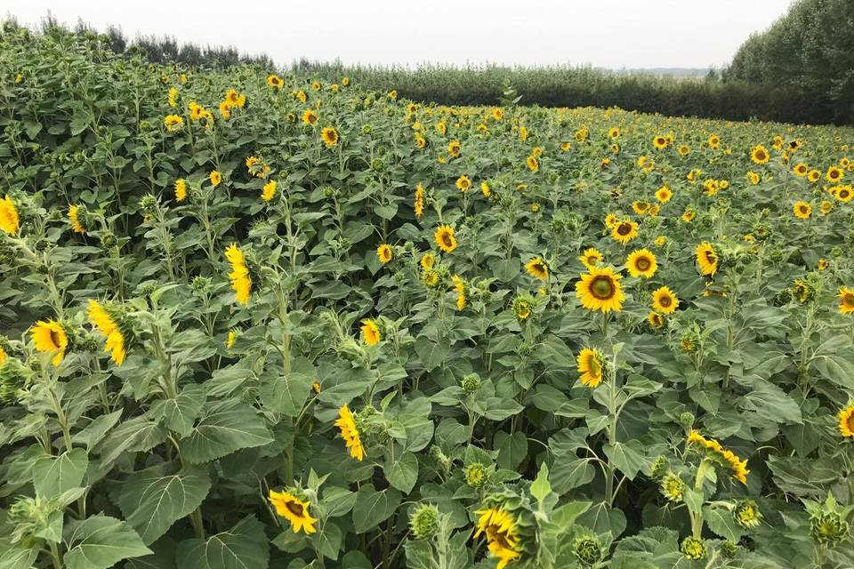 August & September Sunflowers!