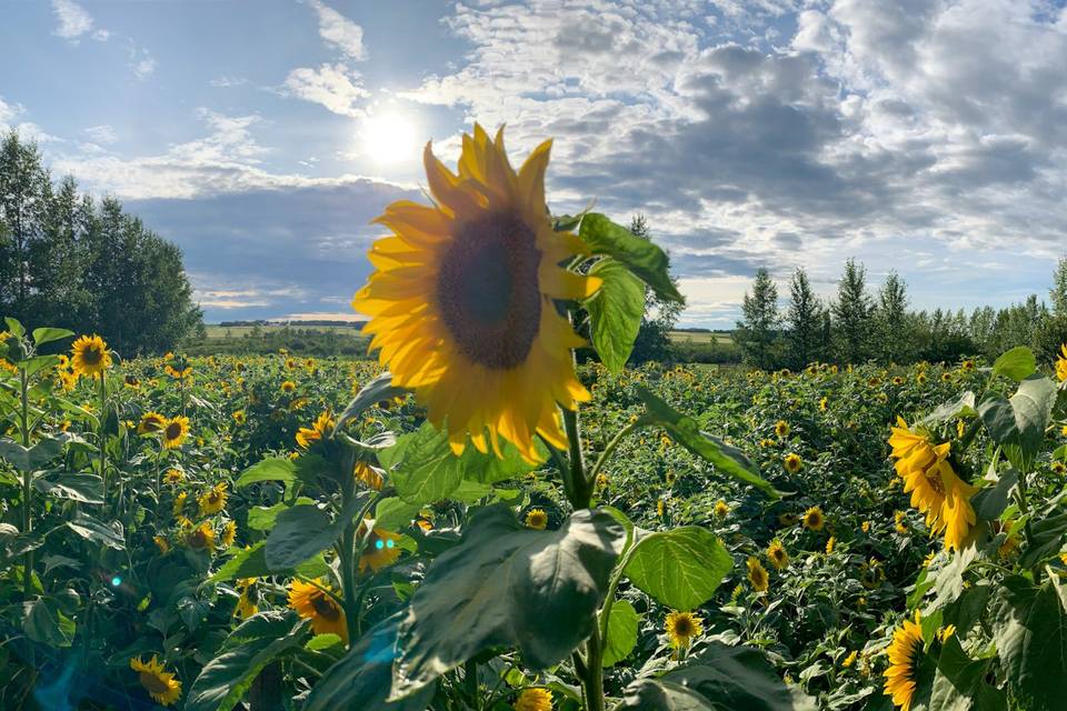 August & September Sunflowers!