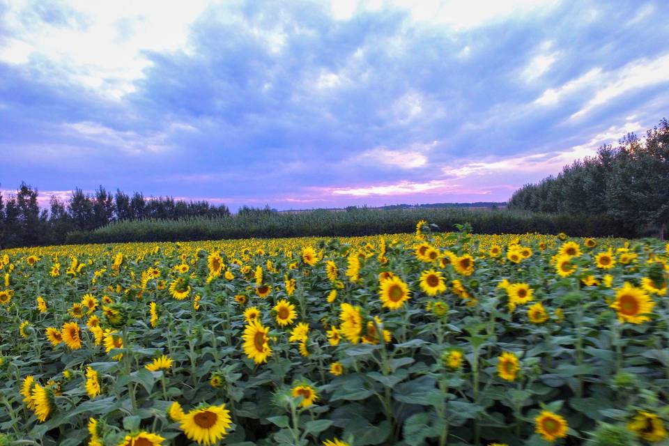 August & September Sunflowers!