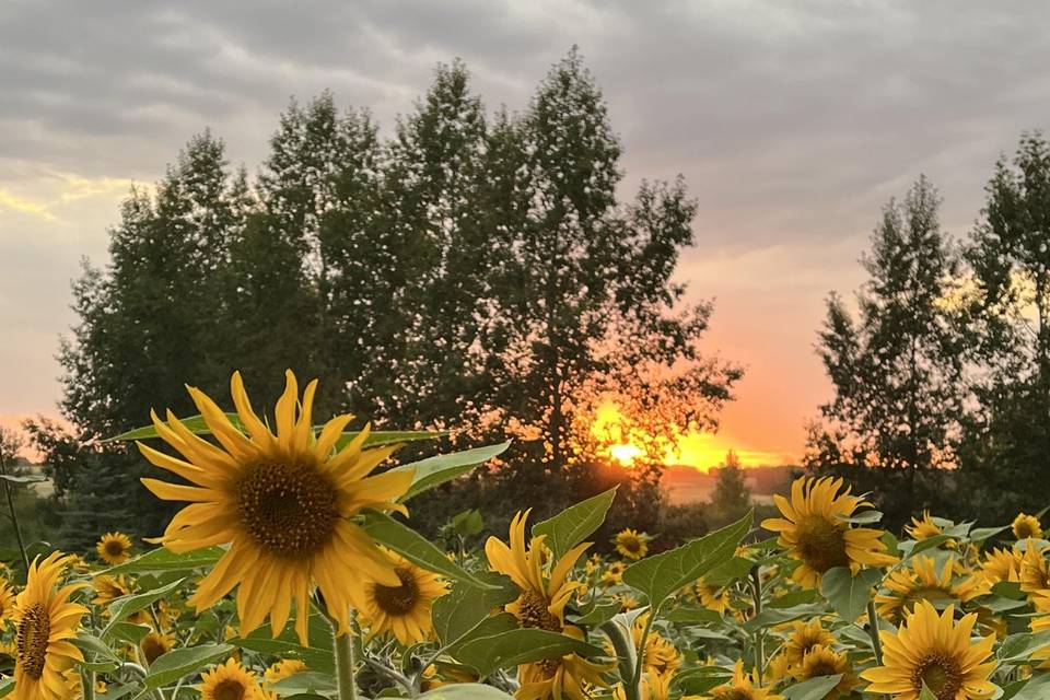 2022 Sunflowers & Sunset