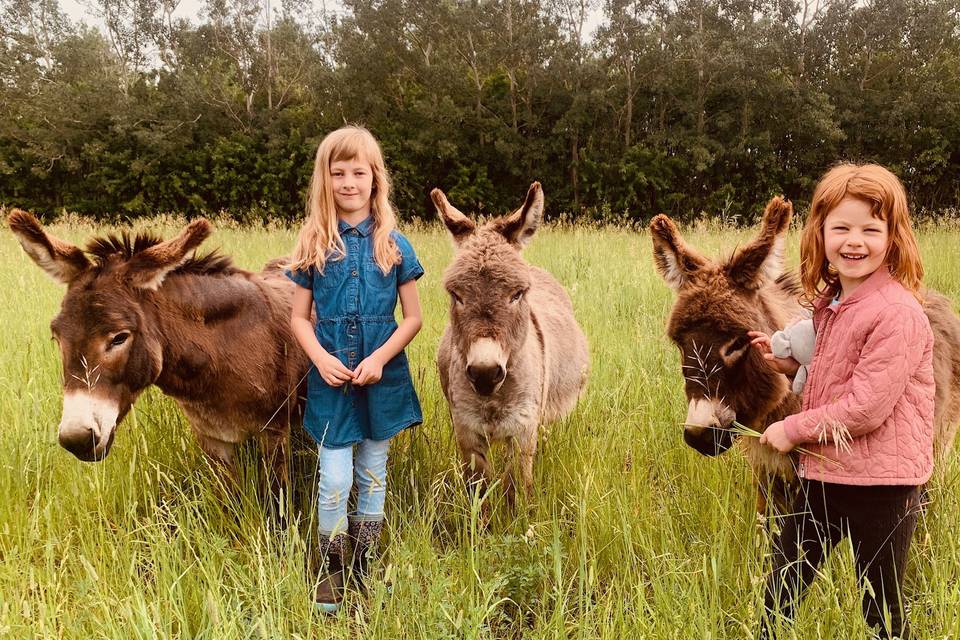Mini Donkeys & Our girls