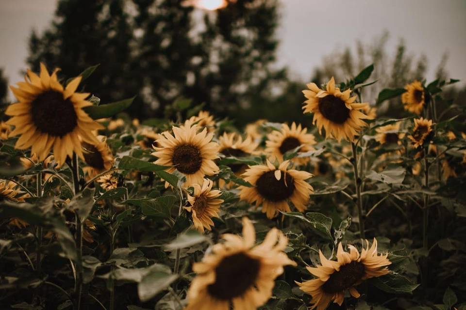Sunflowers everywhere!