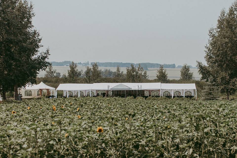 Large tent with sunflower fore