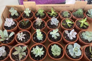 NaturesFavours