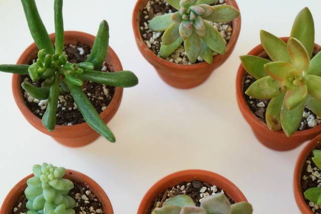 Succulent Favour