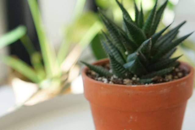 Succulent Favour