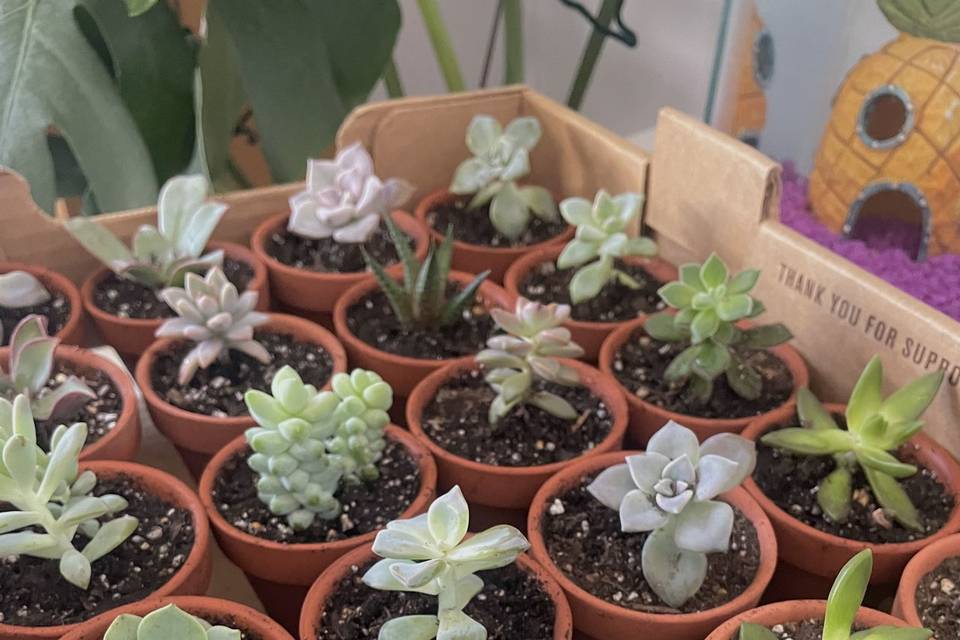 Succulent Favour