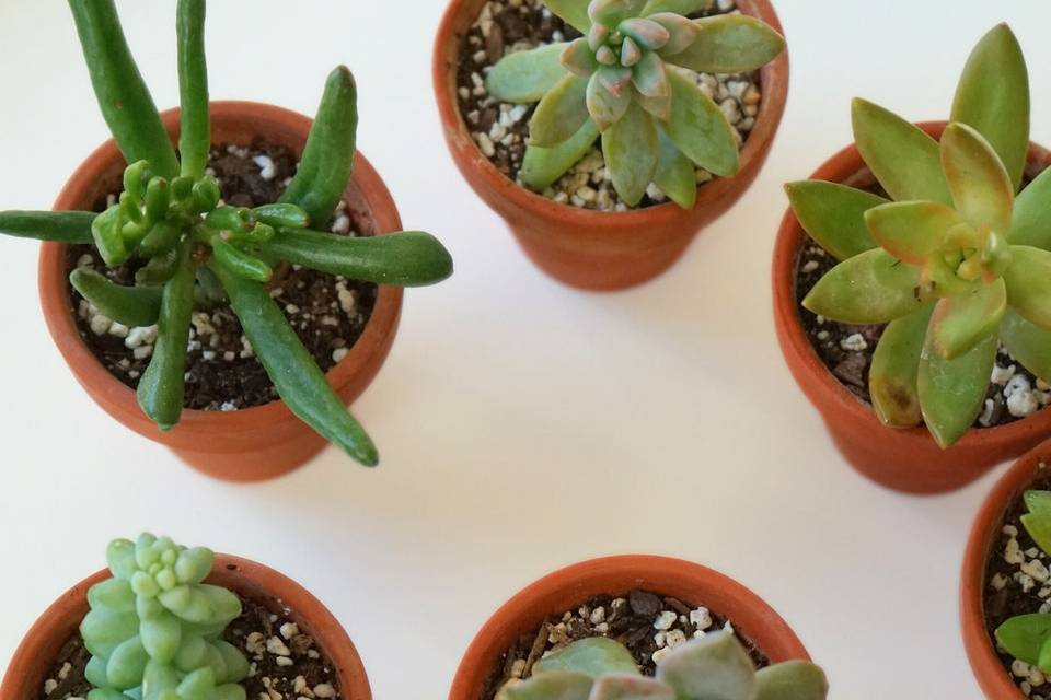 Succulent Favour