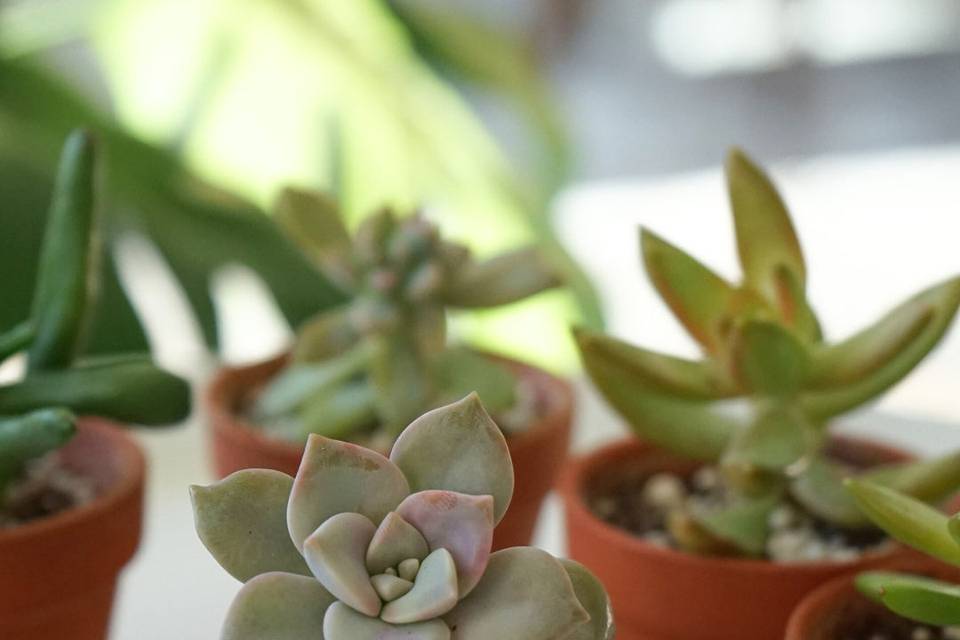 Succulent Favour