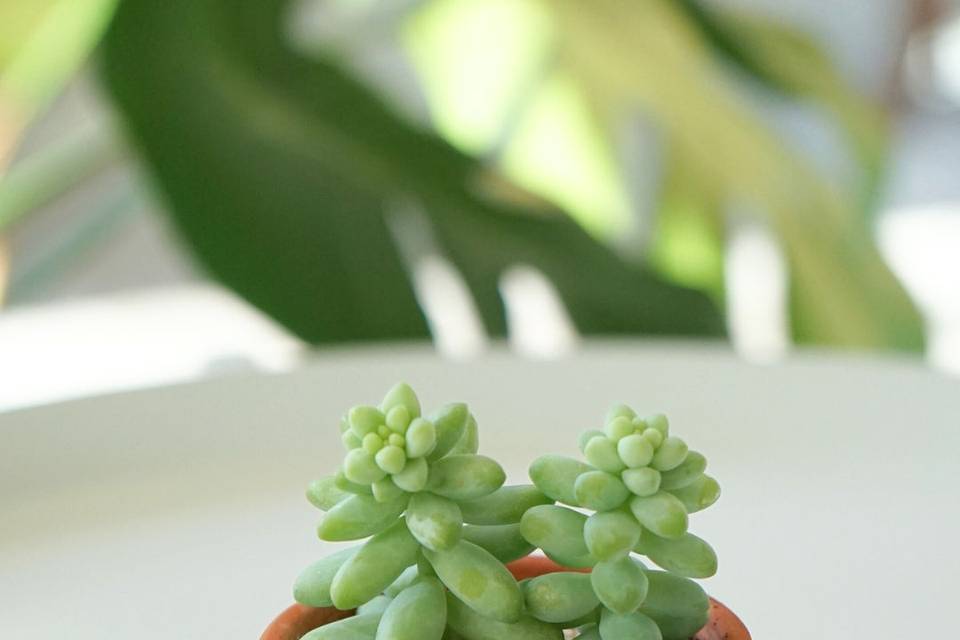 Succulent Favour