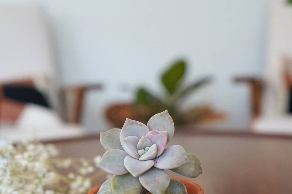 Succulent Favour