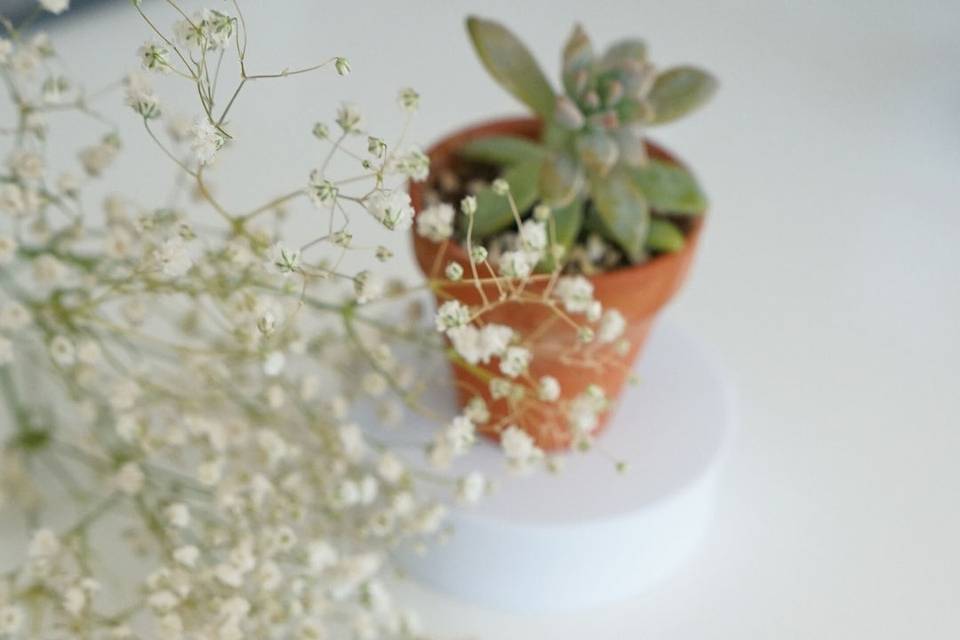 Succulent Favour