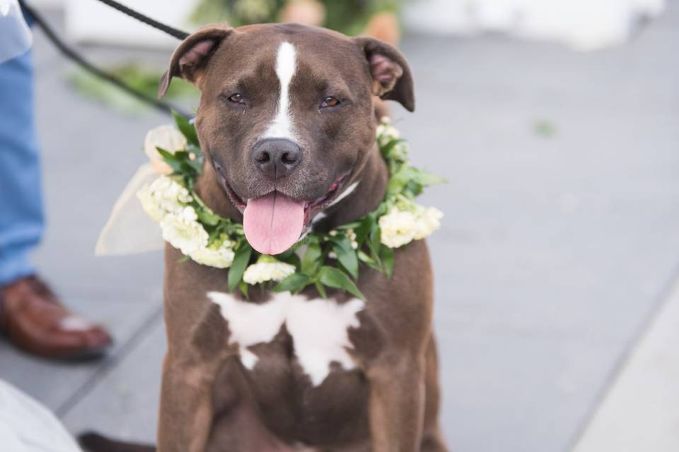 Ceremony dog