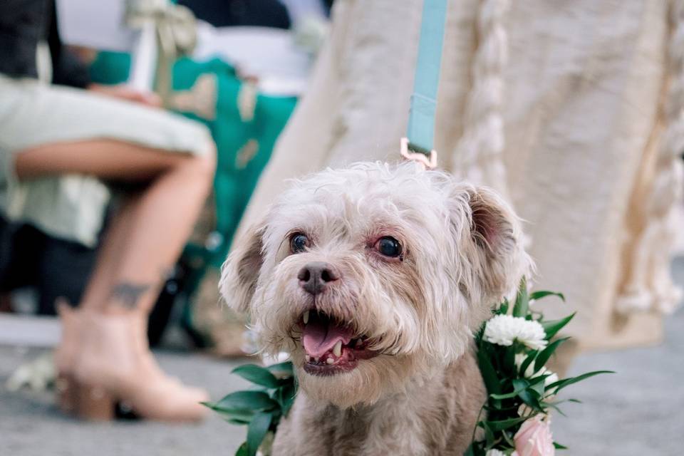 Pup og honor