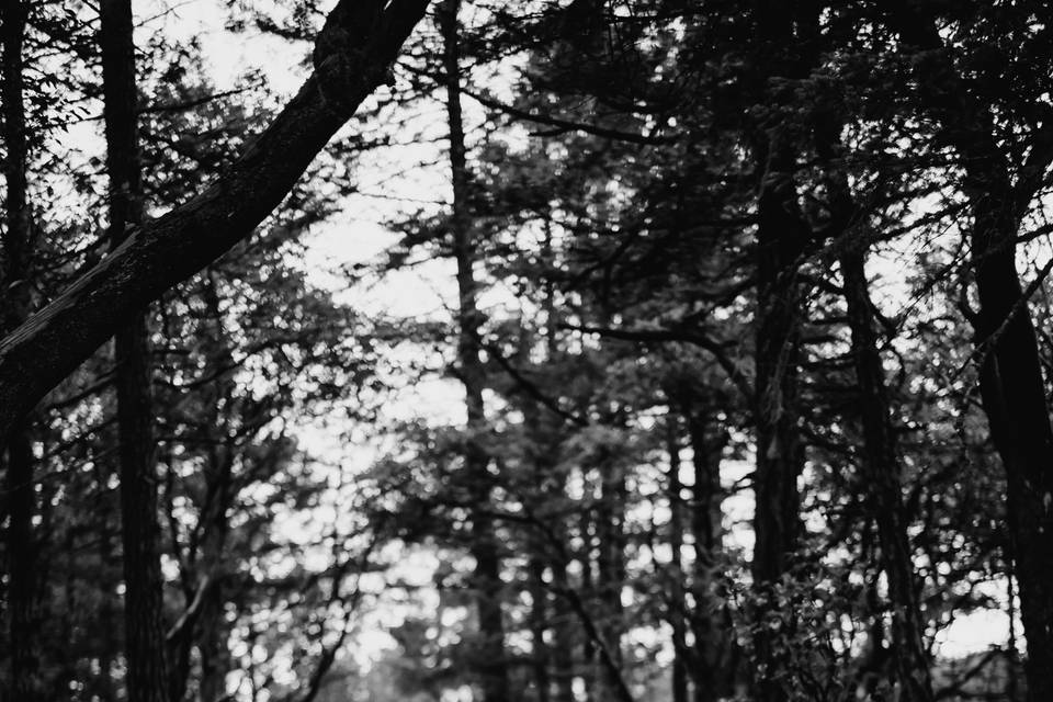 A stroll in the woods - Nicole Durkan Photography