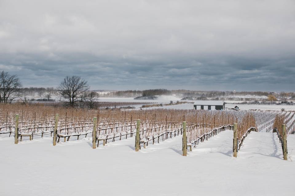 Winter Vines