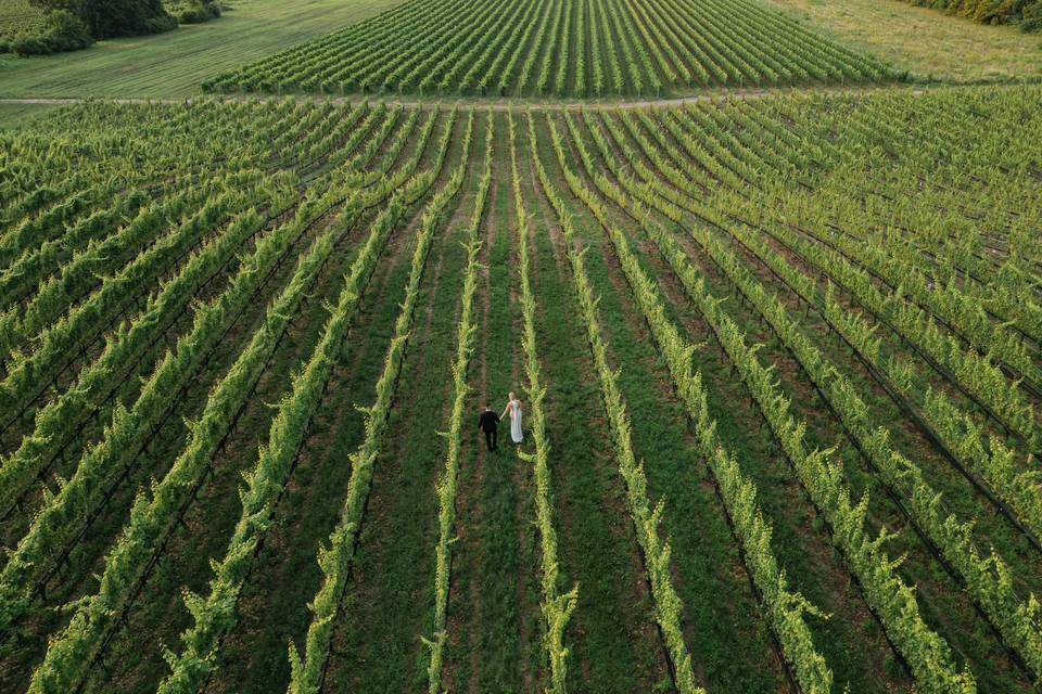 Rolling vineyards