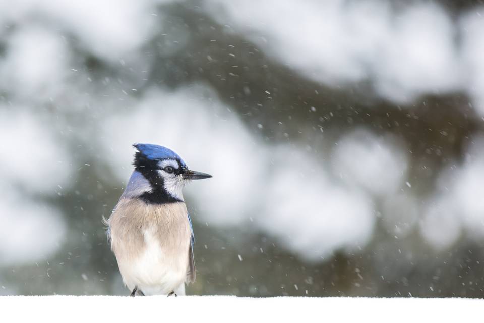 Blue Jay