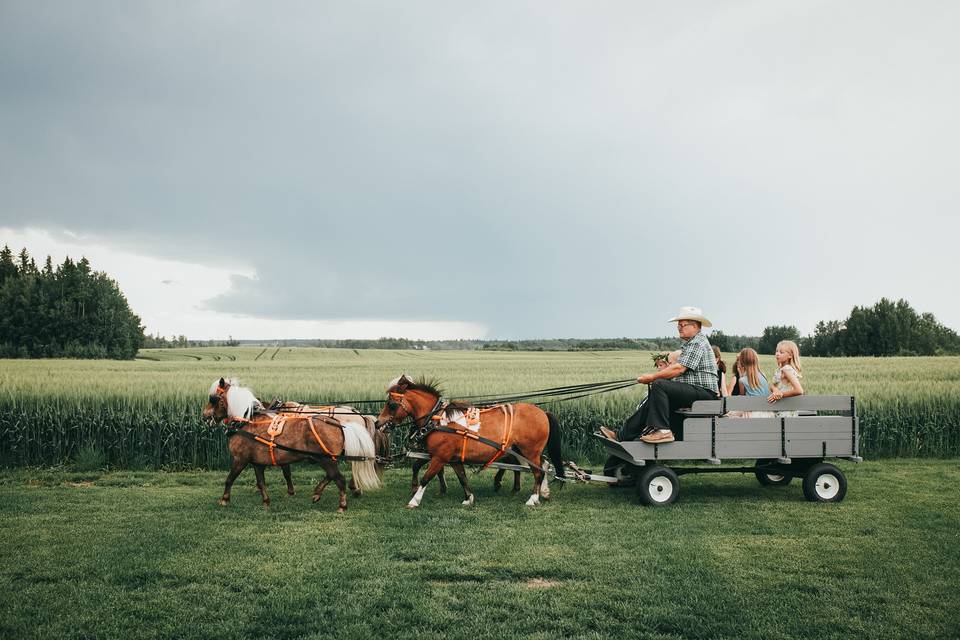 Horse rides for the children