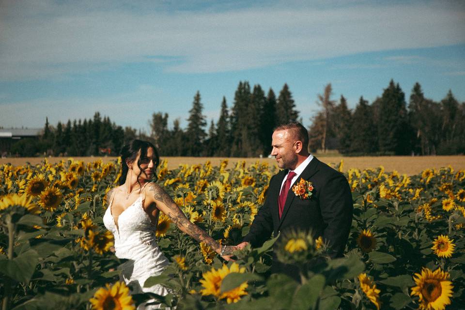 Sunflower field