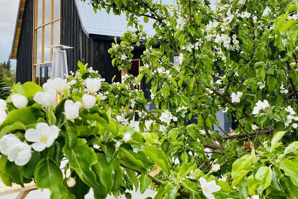 Apple blossoms in the spring