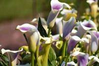 Home grown Calla lilies