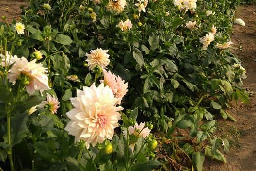 Cafe au Lait Dahlias