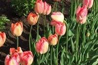 Farm fresh tulips- grown here!