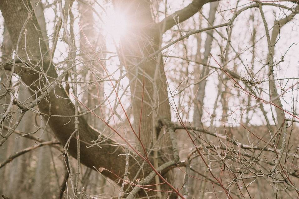 Cuddles amongst the trees