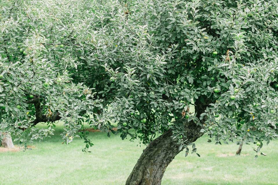 Orchard Lawn Ceremony