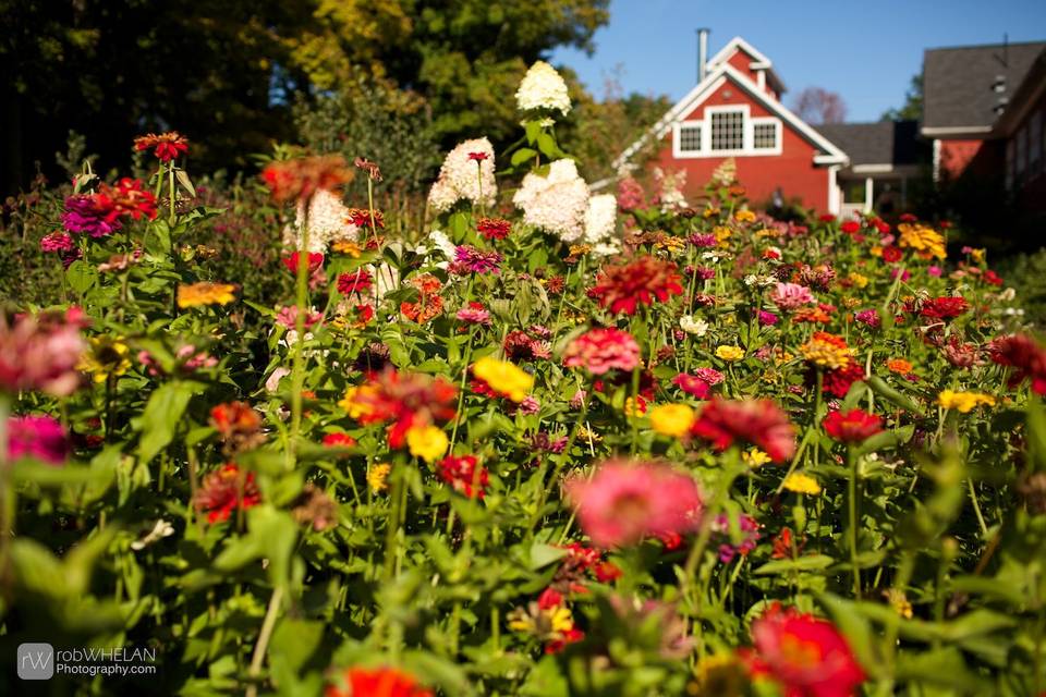 Garden Zinnias