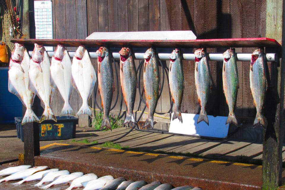 Alaskan Halibut and Salmon