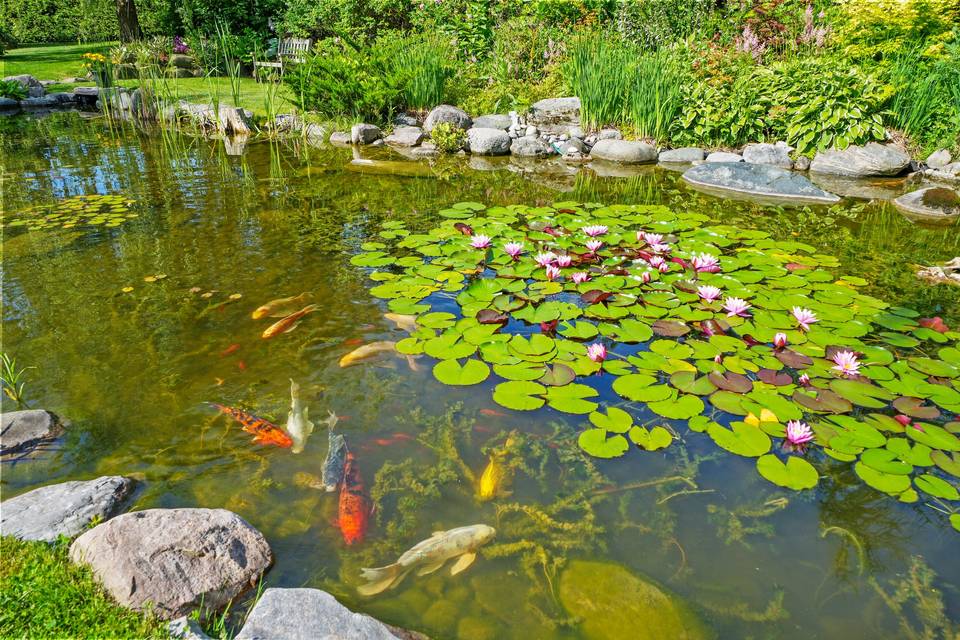 Koi Fish and Flower Lilly's