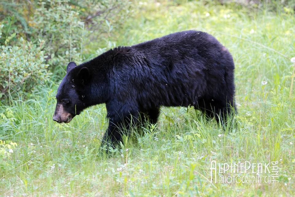 Elope In Banff