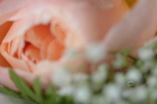 Peony bouquets