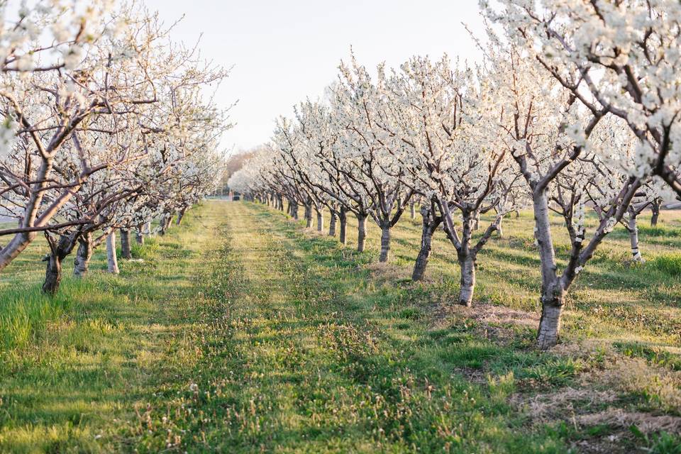 Beautiful May Blossoms